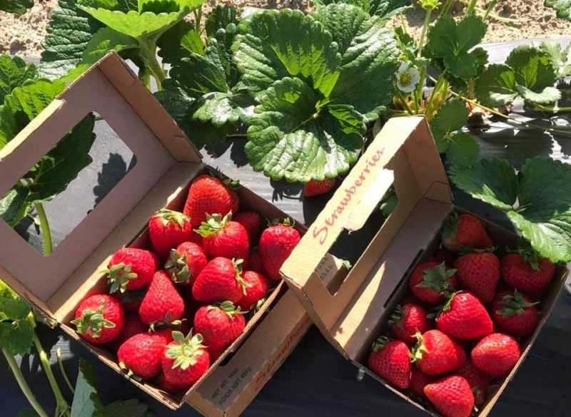 michigan strawberry picking