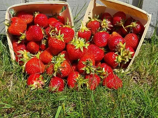 strawberry picking wisconsin