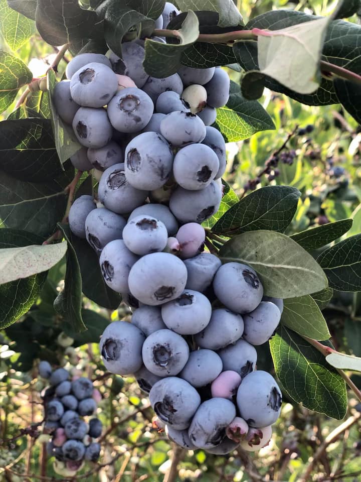 blueberry picking michigan