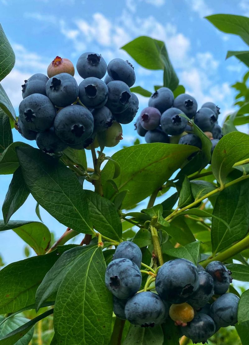 50 Farms For Blueberry Picking Near Me Fruit Picking Farms Near Me