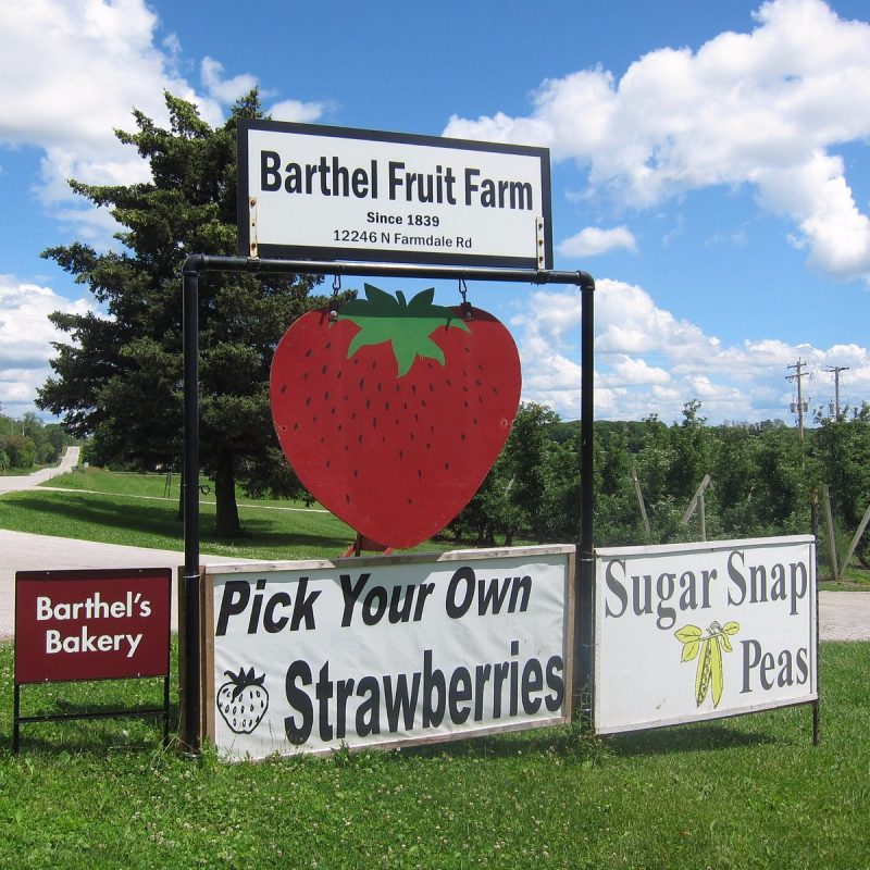 Best Fruit Picking Farms in Wisconsin