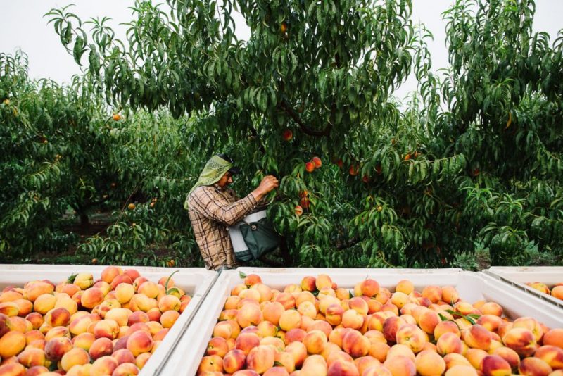 Places for the best Peach Picking near me
