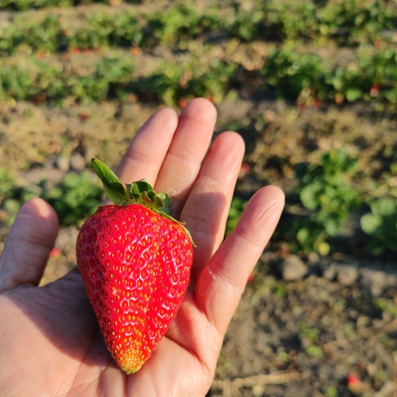 strawberry picking California