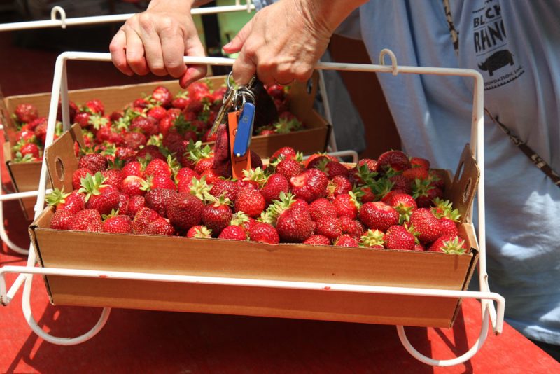 strawberry picking michigan