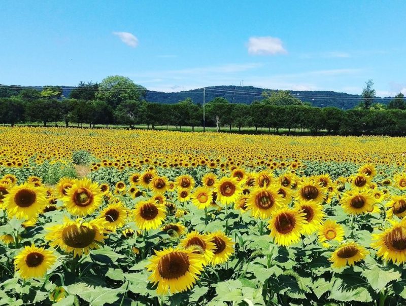 sunflower fields in Virginia