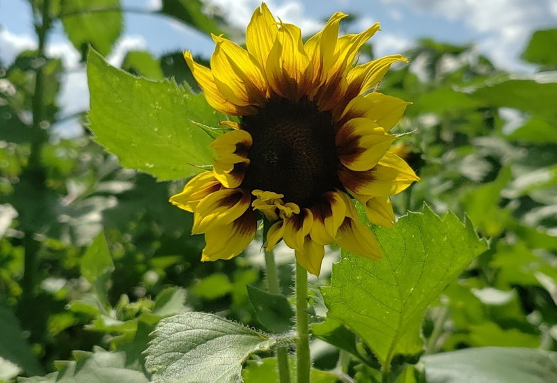 sunflower field michigan