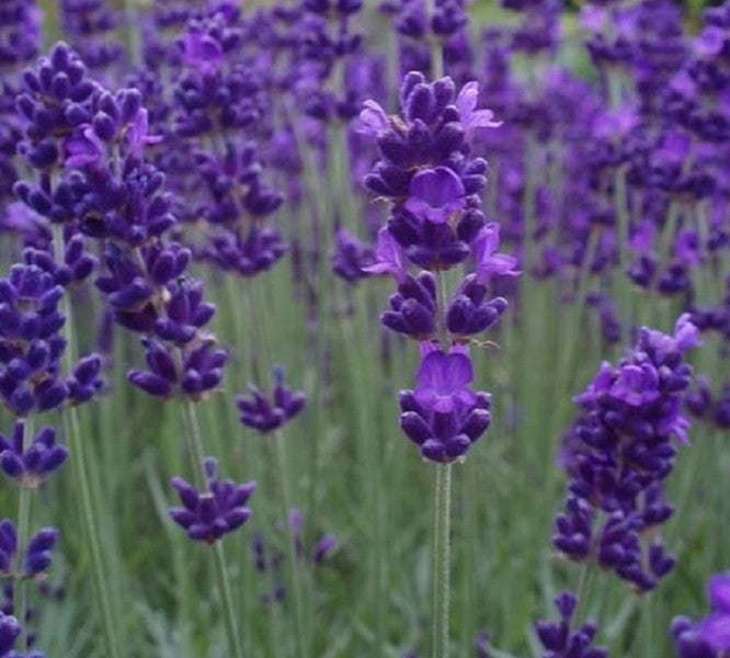 lavender fields near me