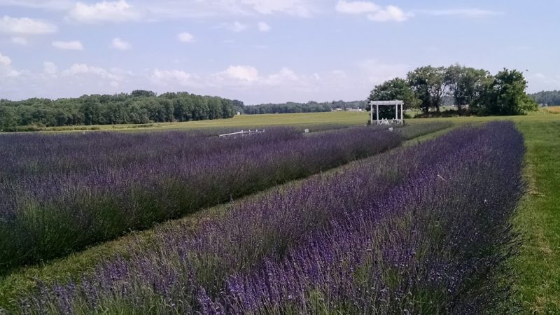 lavender fields NC