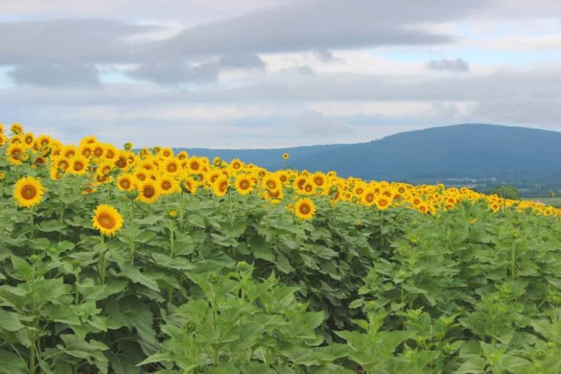 sunflower farms maryland