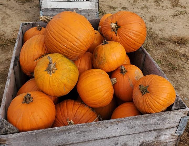 pumpkin picking in michigan