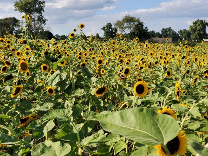 sunflower field in MI