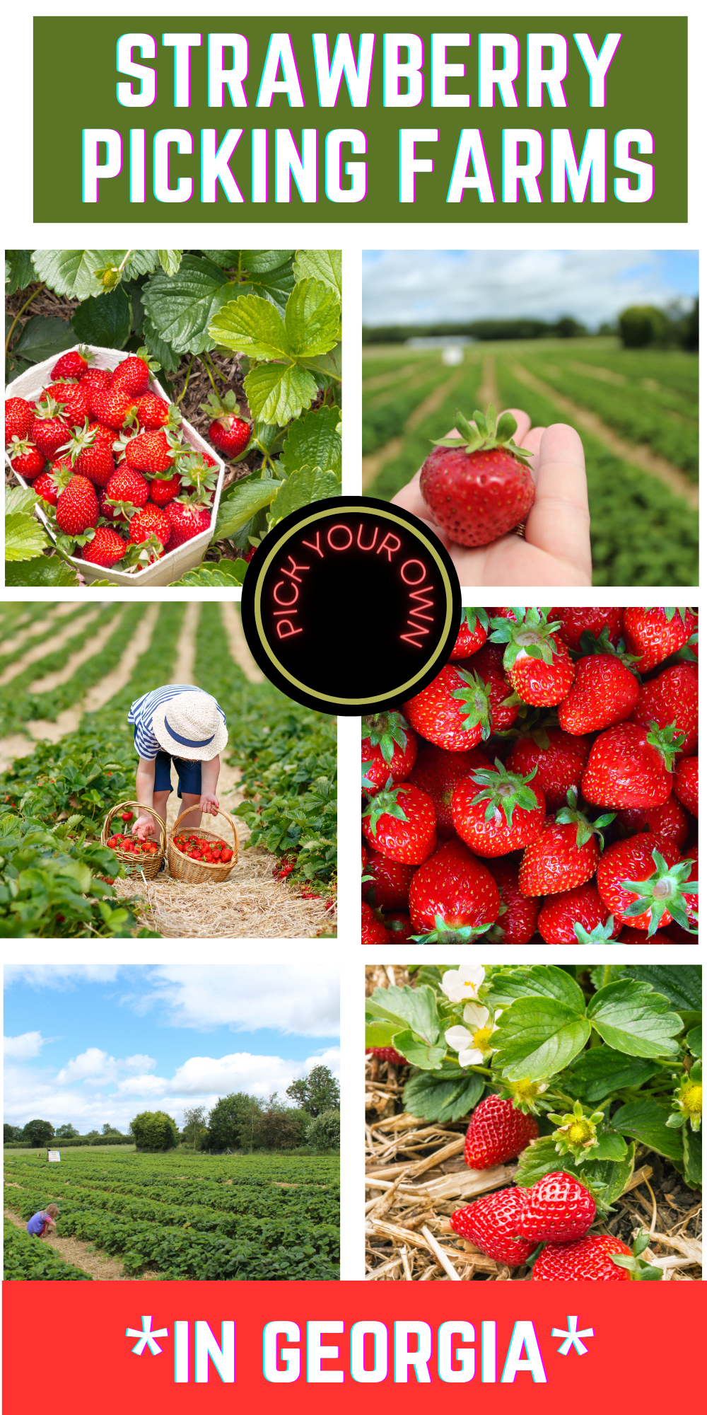 Strawberry Picking Farms  in Georgia