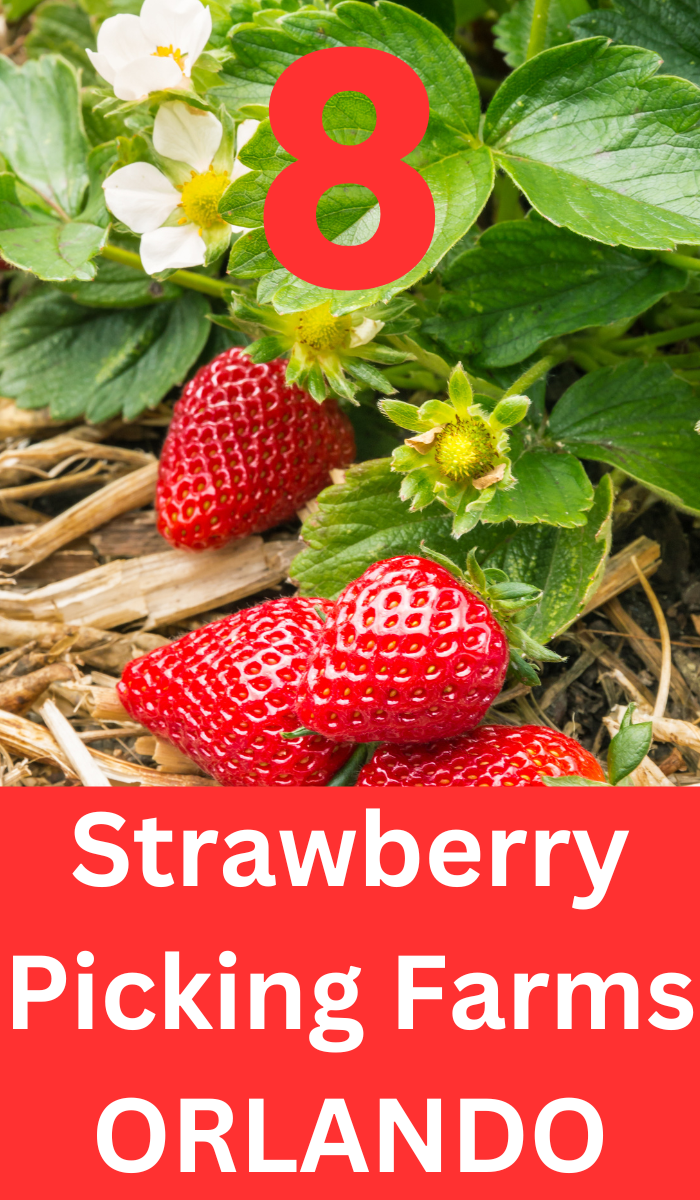 Strawberry Picking Farms in Orlando