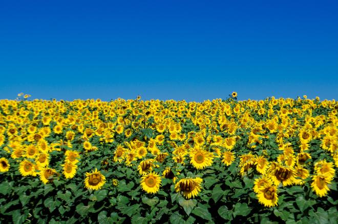 sunflower farms virginia