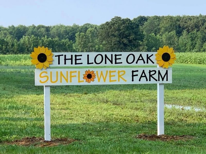 sunflower farm michigan