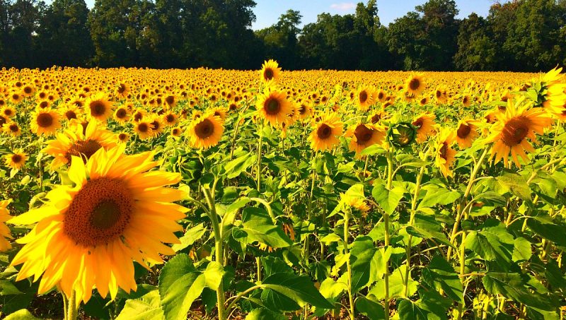 sunflower fields maryland