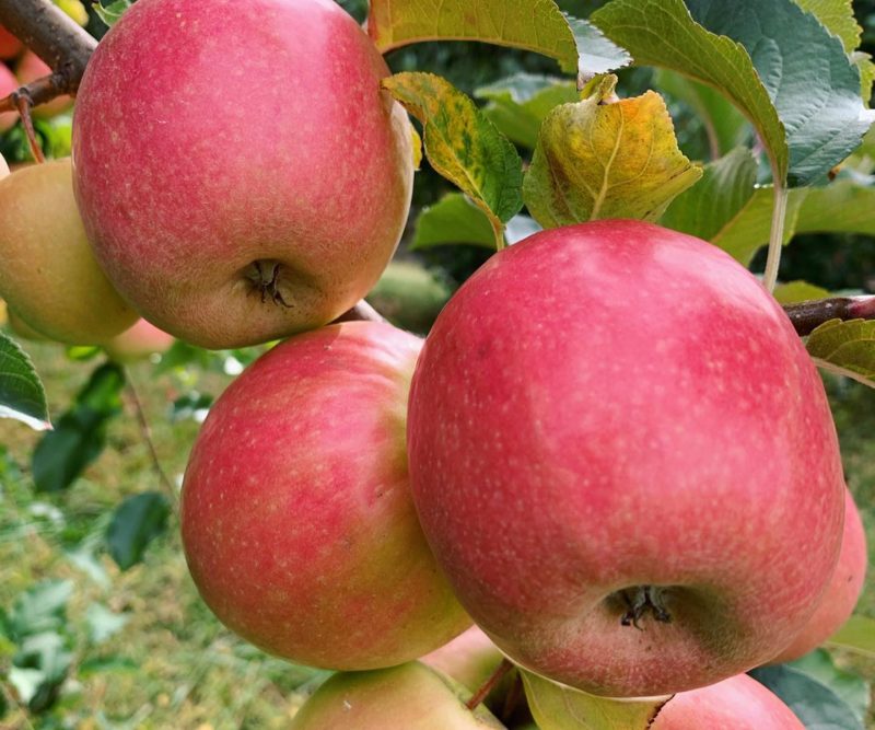 apple orchard maryland