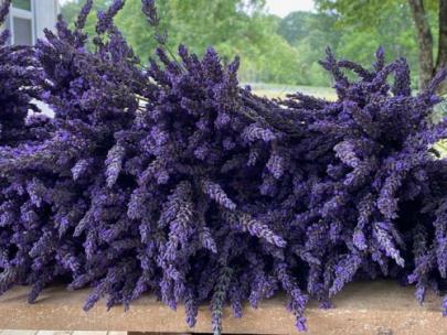 lavender farms near me