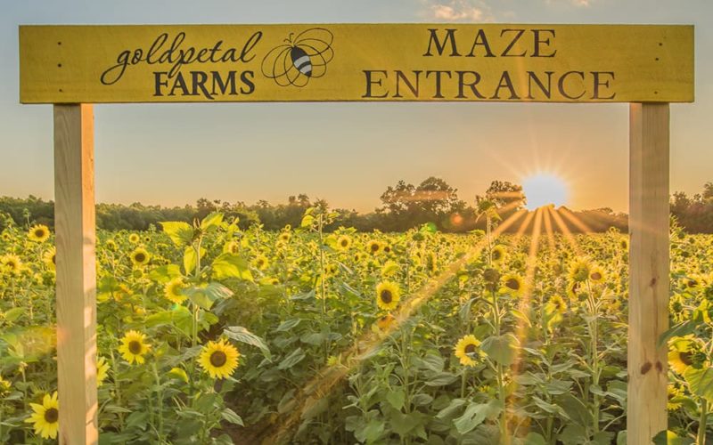 sunflower maze maryland