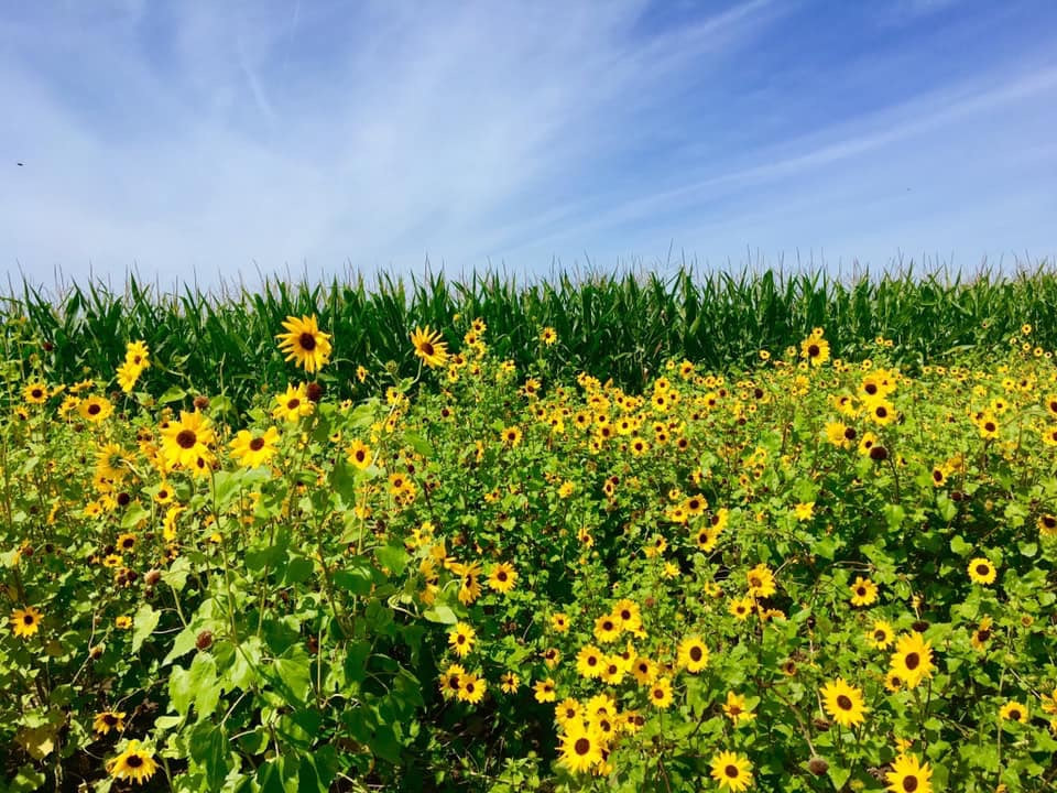 flower farms in michigan