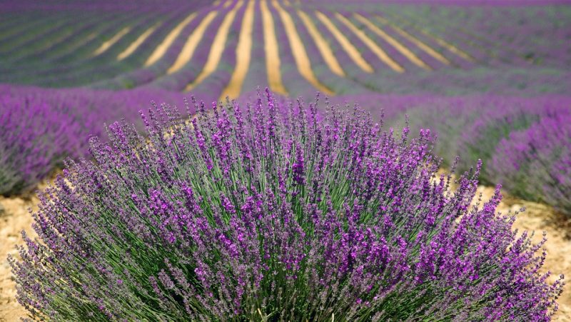 upick lavender field MD