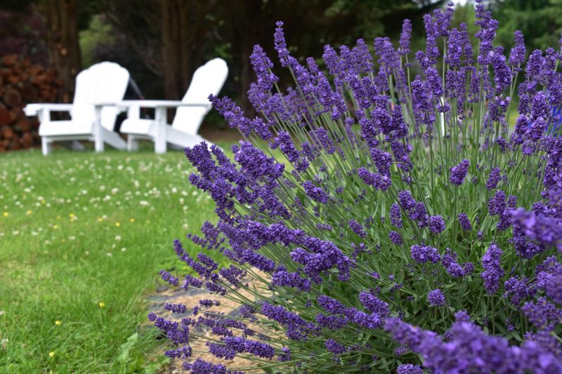 lavender fields maryland