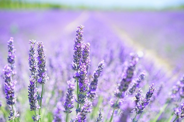 lavender fields Georgia