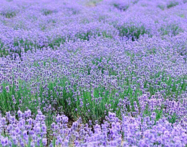 lavender fields near me