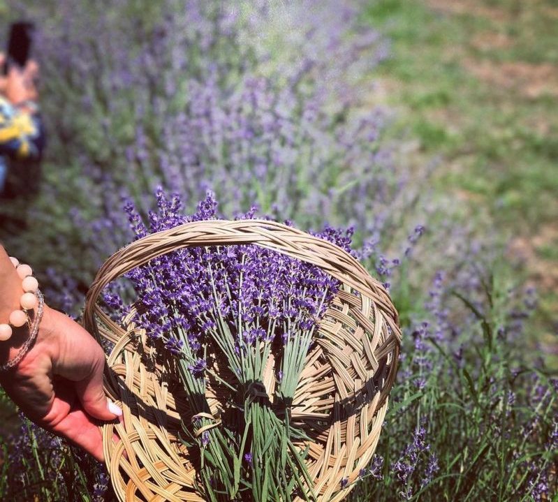 nearby lavender fields