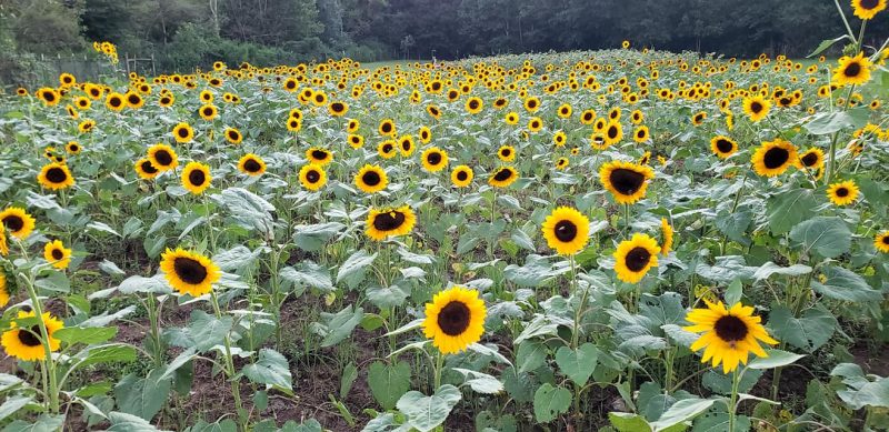 sunflower farm in GA
