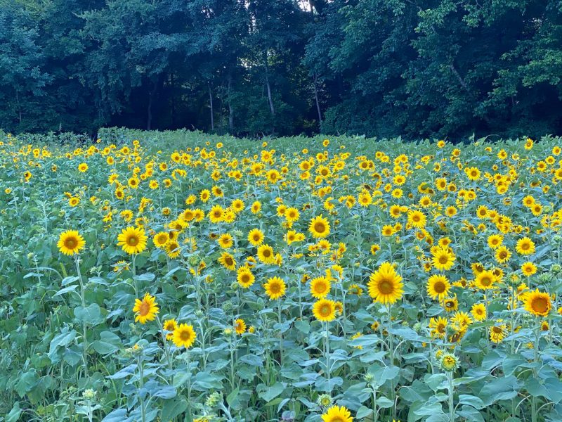 sunflower fields georgia