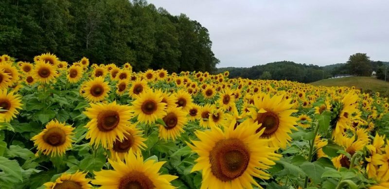 sunflower fields georgia
