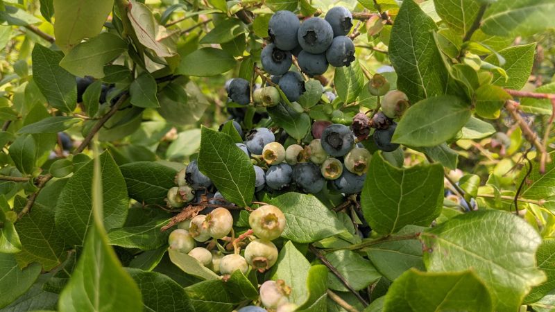 blueberry picking new york