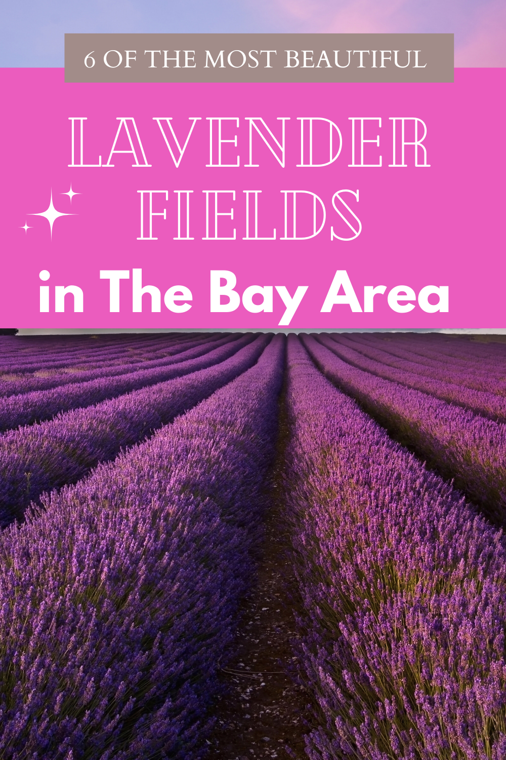 Lavender Farms Bay Area