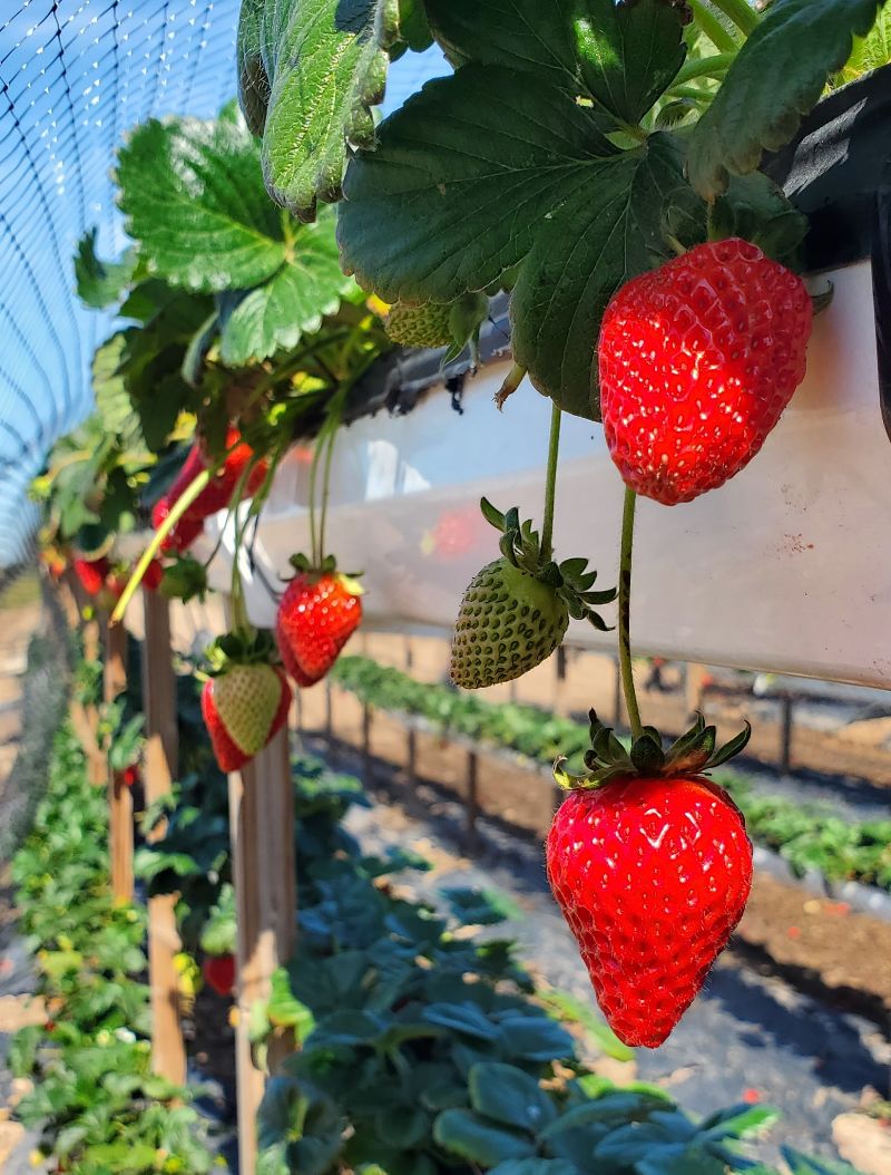 upick strawberry picking California