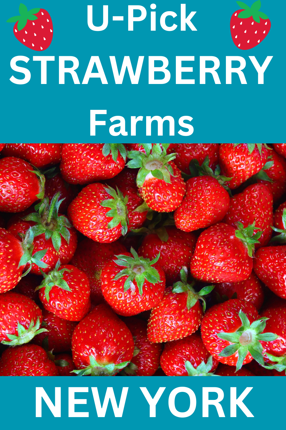 U-Pick Strawberry Farms New York