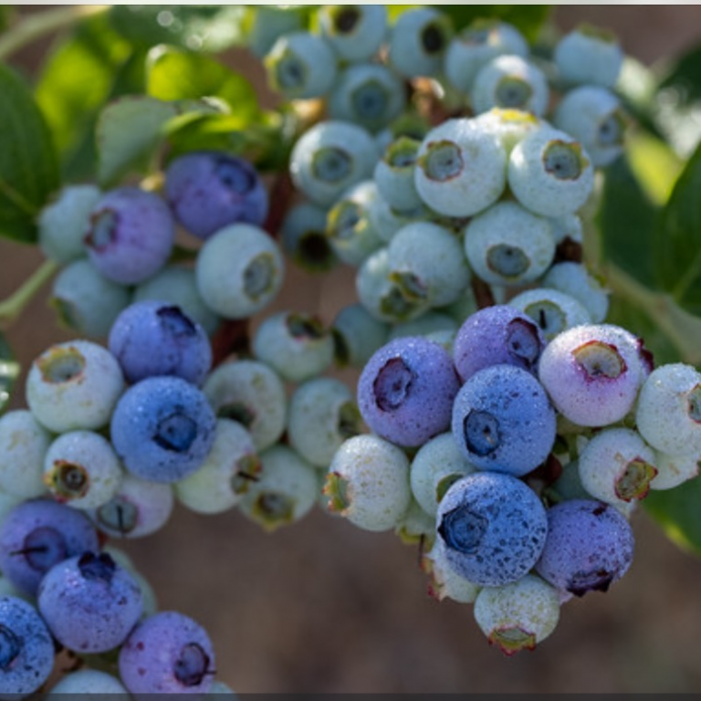 25 Best Fruit Picking Farms in the Bay Area Fruit Picking Farms Near Me