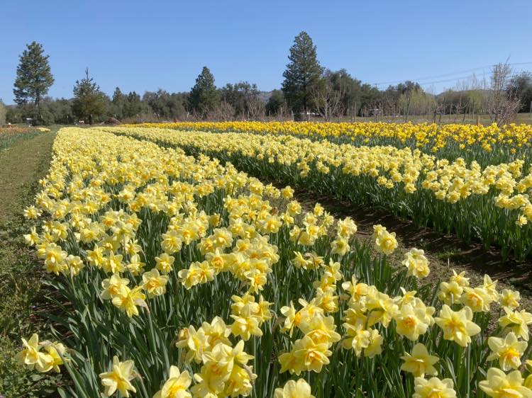 flower fields California