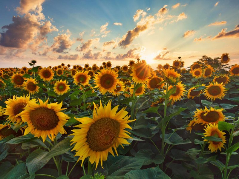 Sunflower Farm NY