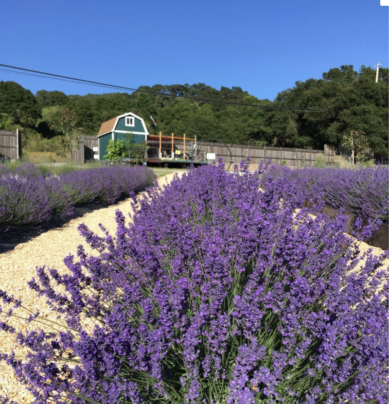 california lavender fields