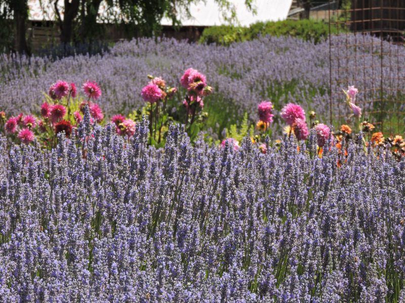 lavender fields northern california