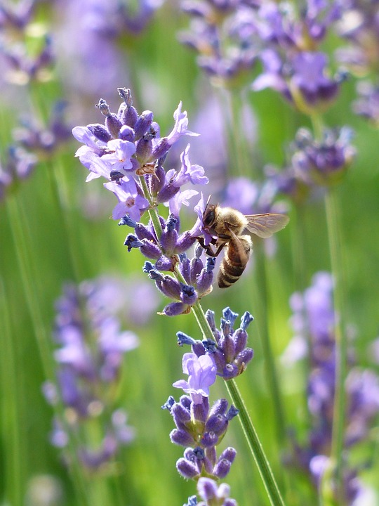 lavender honey bay area