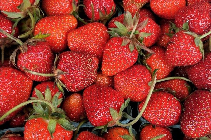 pick your own strawberries dallas