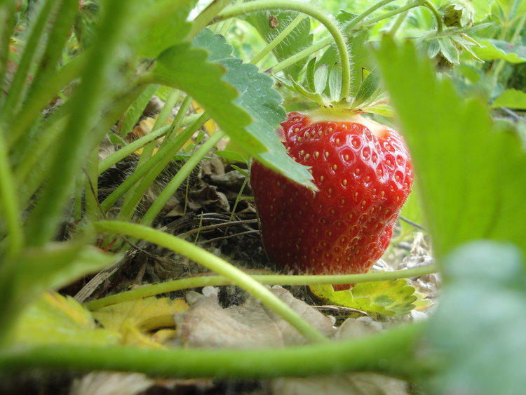 strawberry field u-pick long island