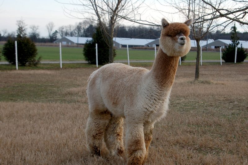 5 Fantastic Alpaca Farms In Maryland Fruit Picking Farms Near Me