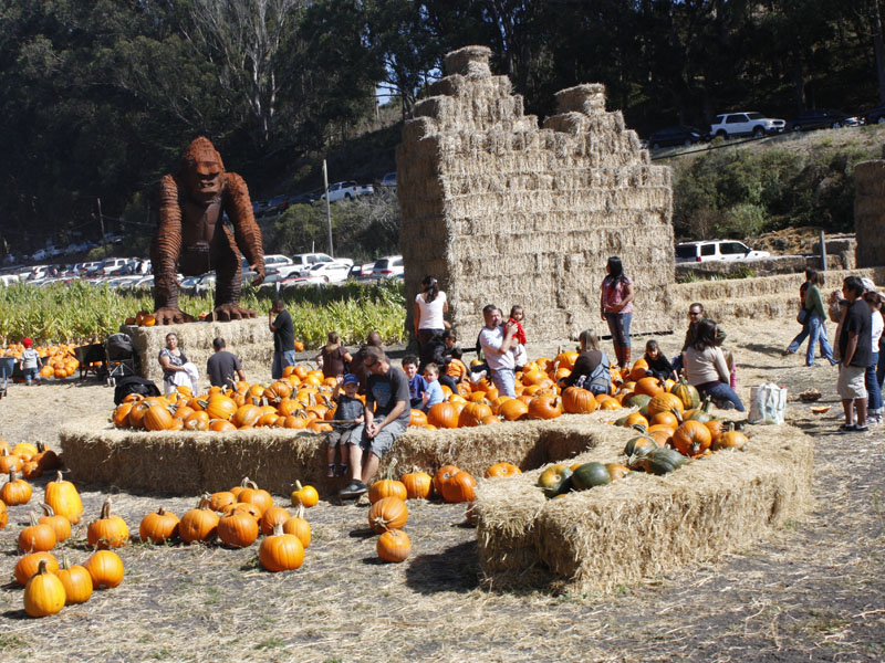 pumpkin farm California