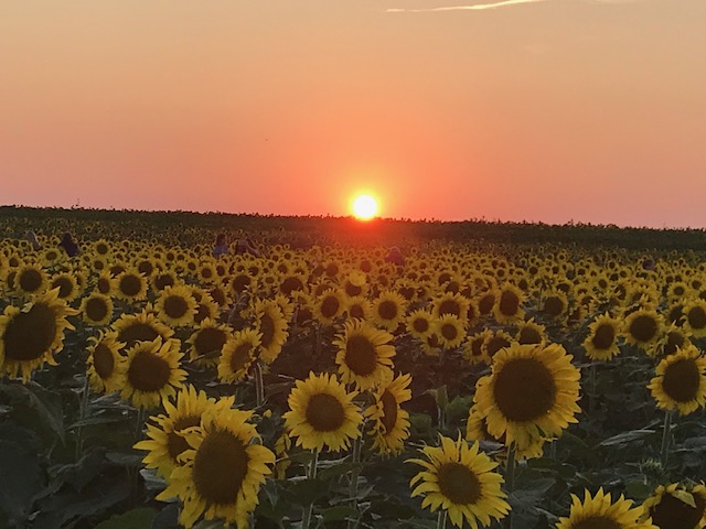 Sunflower Farm near me