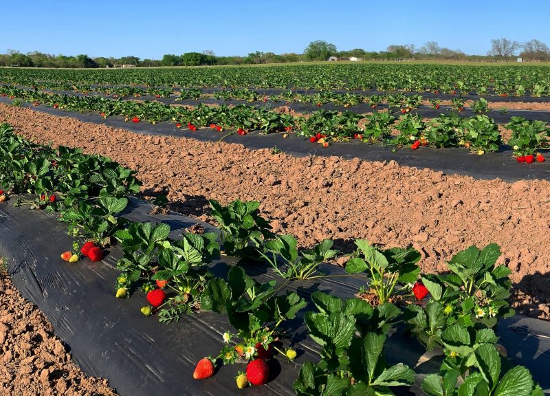 Strawberry Farm Texas