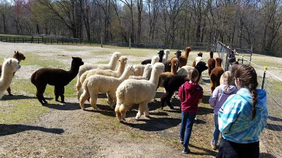 Alpaca Farms in Maryland