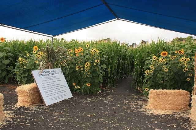 Corn maze california